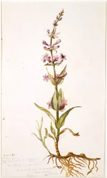 Fleur sauvage de Gili de la prairie sur les rives de la rivière canadienne, Territoire indien, 1869